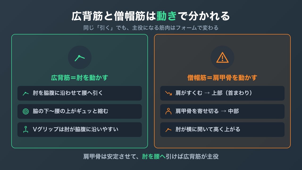 広背筋と僧帽筋が働く動きの違いの図解